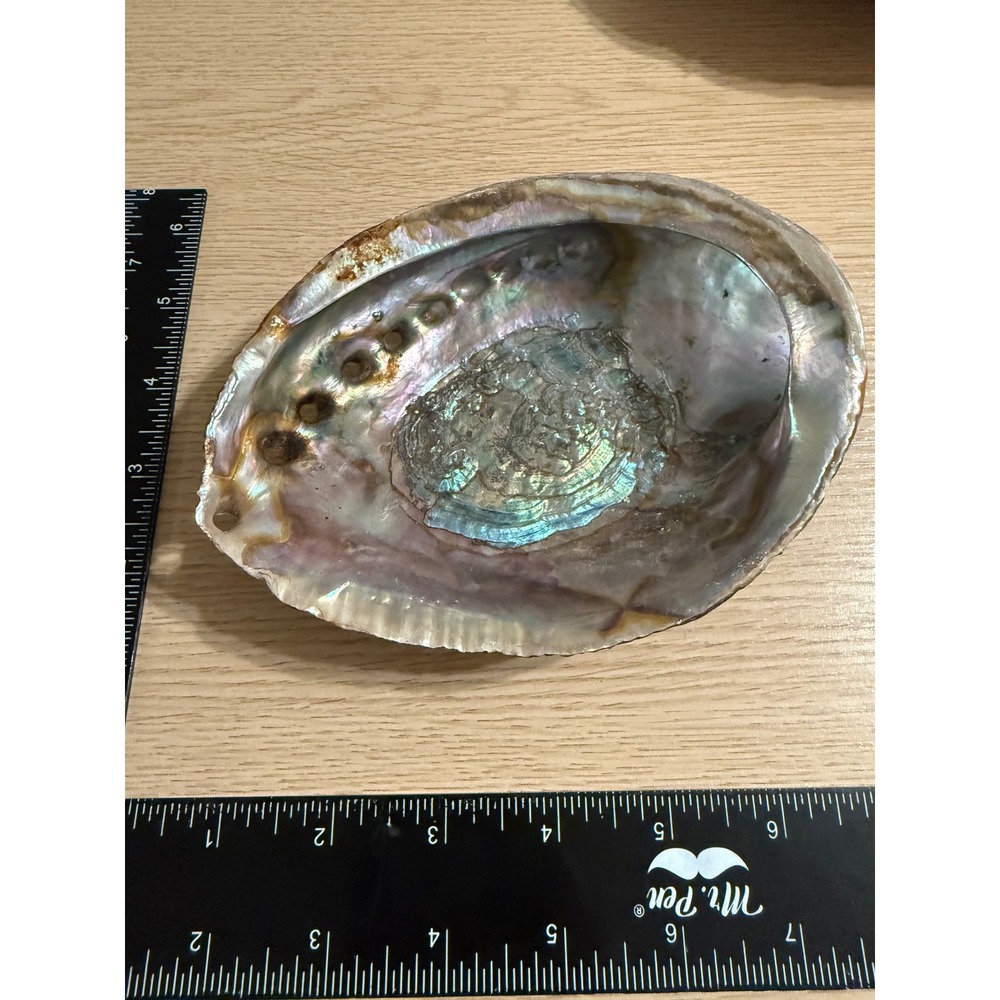 Natural Iridescent Abalone Shell Jewelry Dish Coastal Decor 5.5"